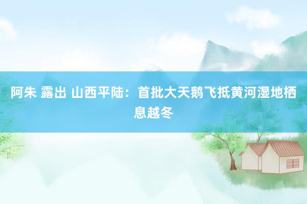 阿朱 露出 山西平陆：首批大天鹅飞抵黄河湿地栖息越冬